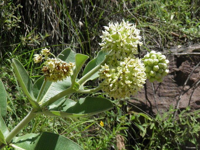 Asclepias lemmonii — search result for 'Asclepias'