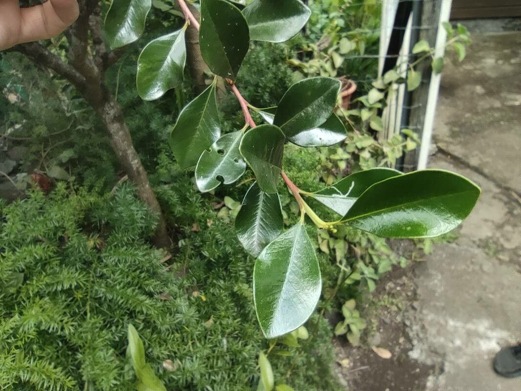 Turraea thouarsiana — houseplant care guide