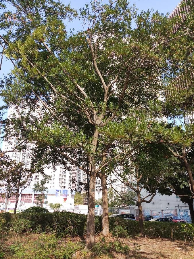 Elaeocarpus hainanensis — houseplant care guide