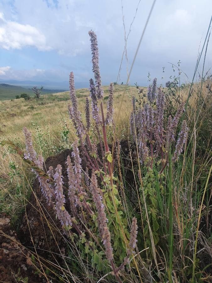 Aeollanthus densiflorus habit