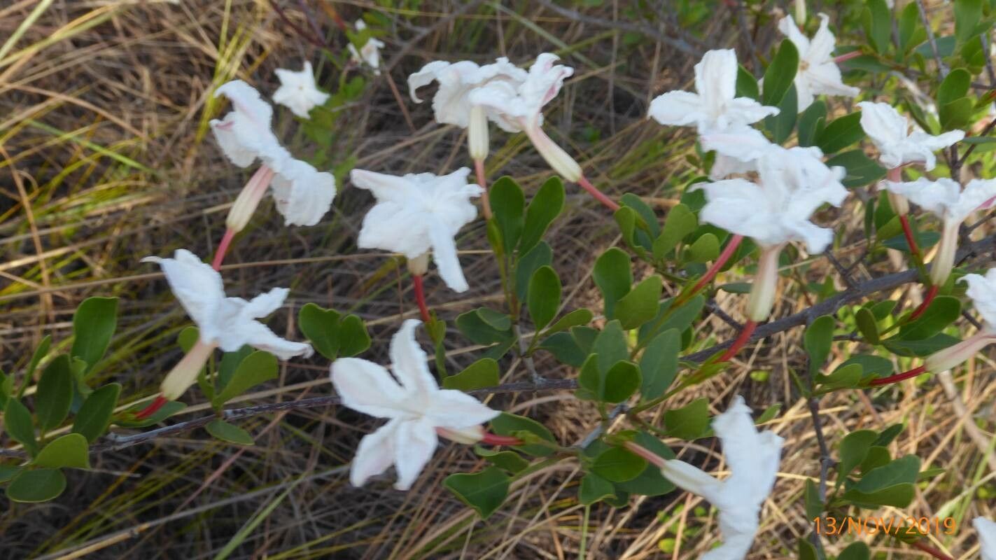 Rhododendron atlanticum flower