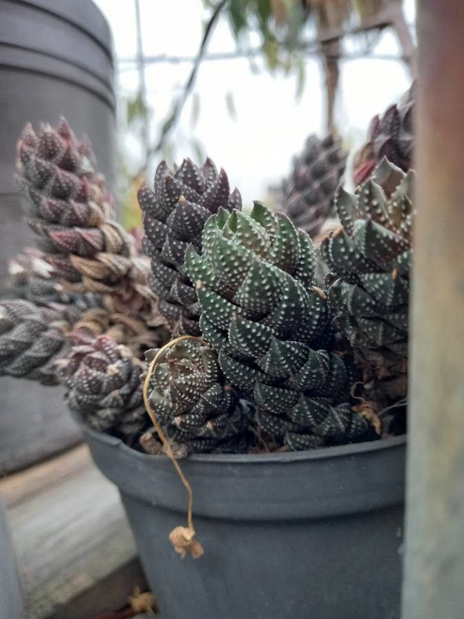 Haworthia reinwardtii bark