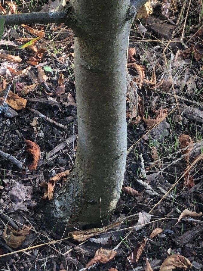 Sorbus bristoliensis bark