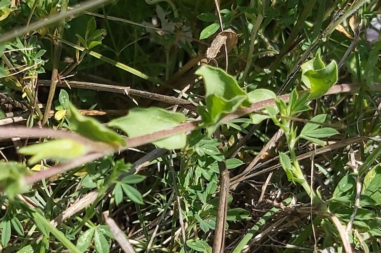 Linum hirsutum — search result for 'Linum'