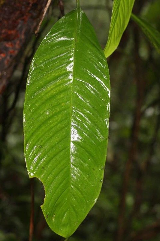 Philodendron ornatum — search result for 'Philodendron'