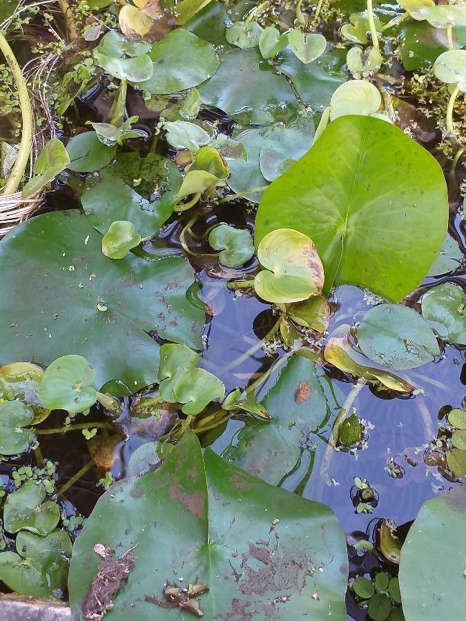 Heteranthera reniformis leaf