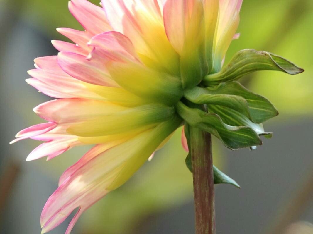 Dahlia × cultorum leaf