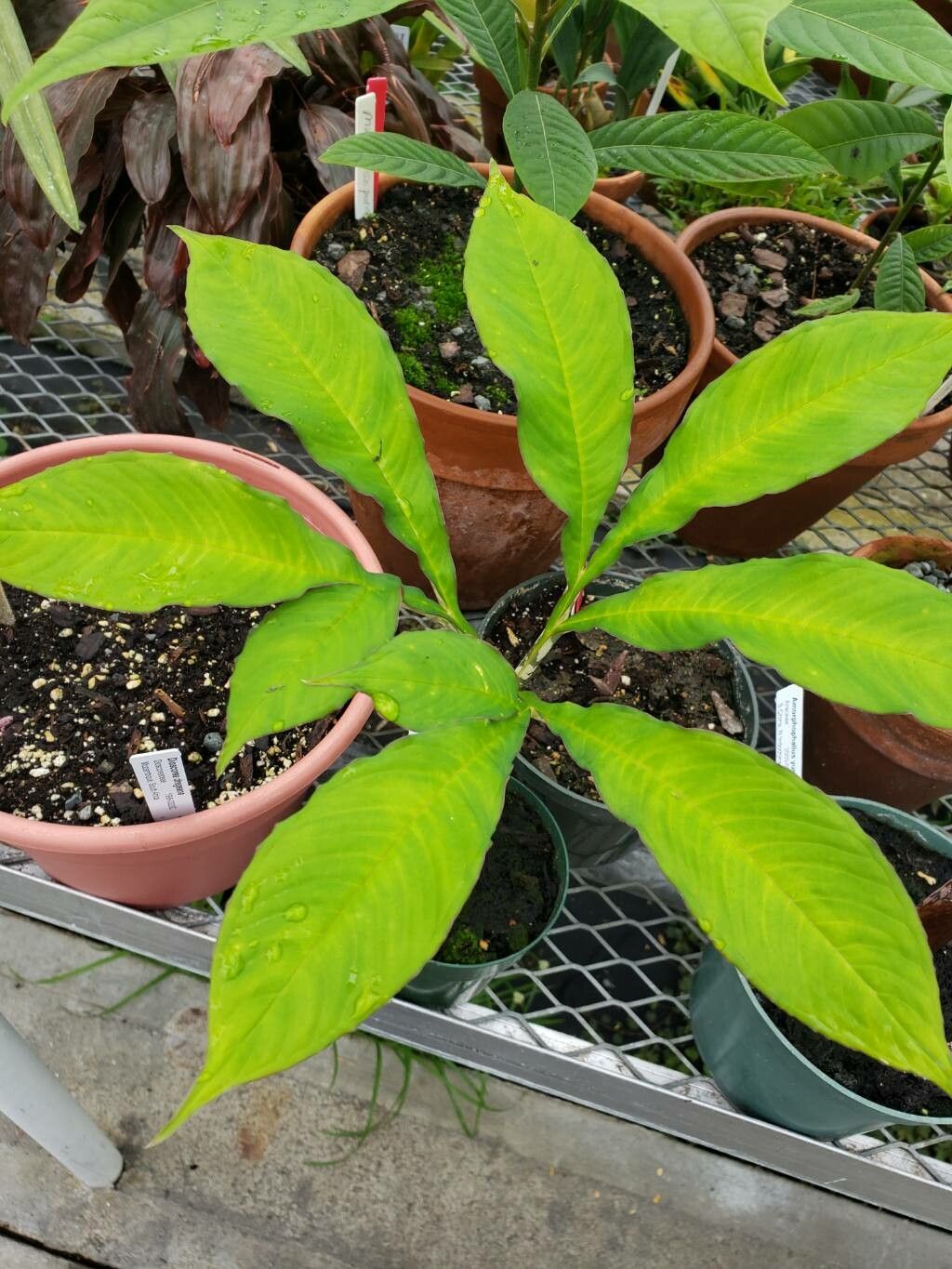 Amorphophallus yunnanensis — search result for 'Amorphophallus'