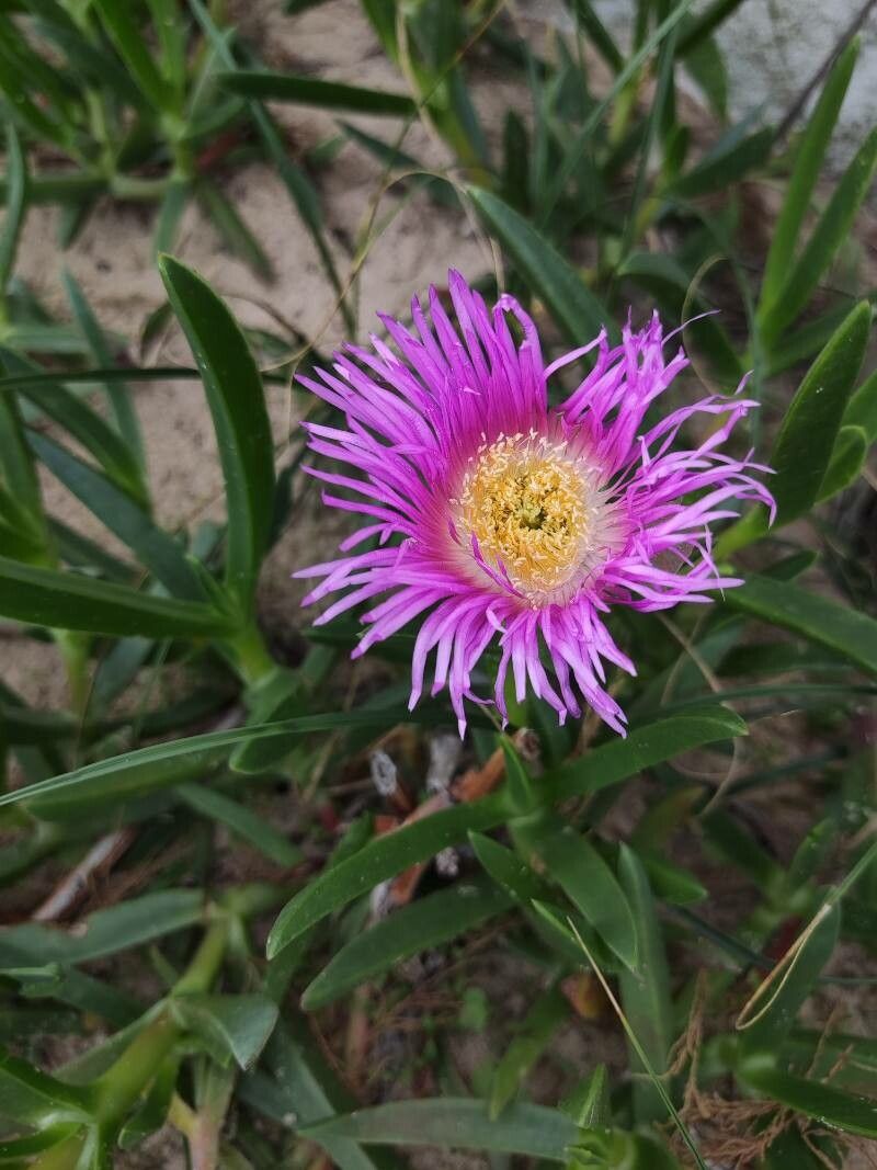 Carpobrotus glaucescens flower