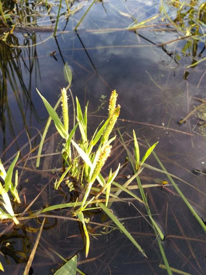 Orontium aquaticum fruit