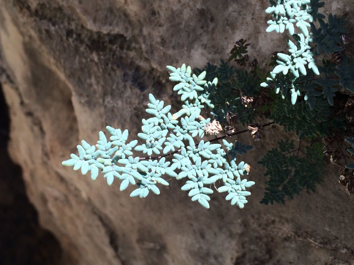 Hemionitis limitanea — houseplant care guide