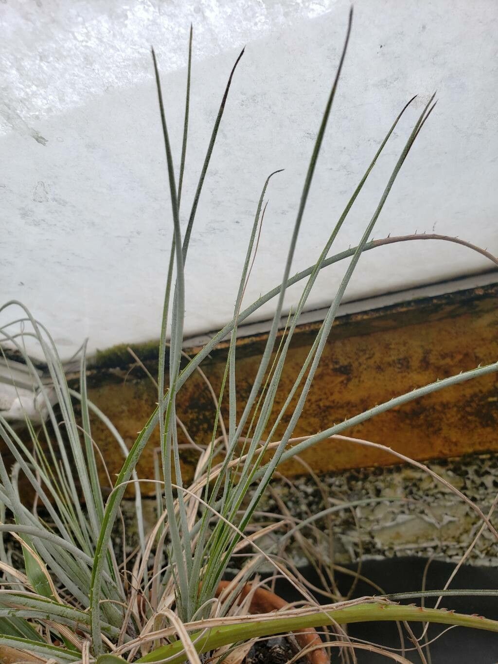 Tillandsia elizabethae — houseplant care guide