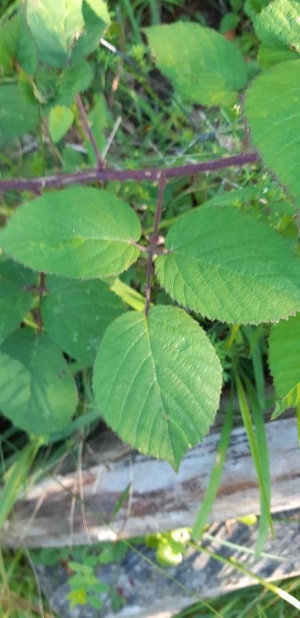 Rubus hypomalacus — houseplant care guide