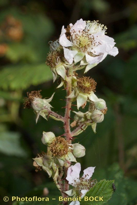 Rubus fuscus other