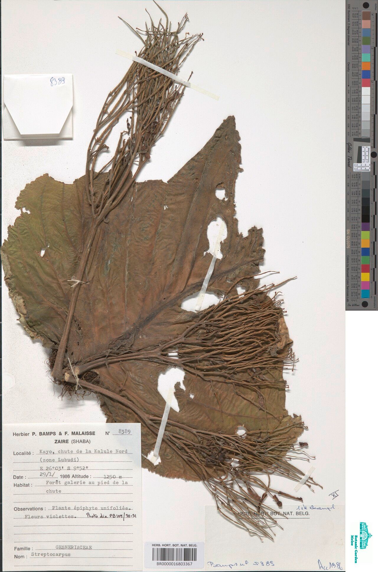 Streptocarpus bampsii