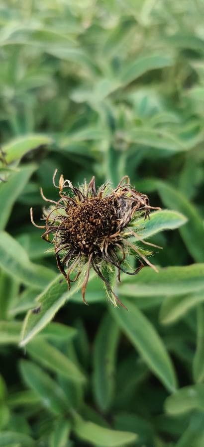 Inula hirta fruit