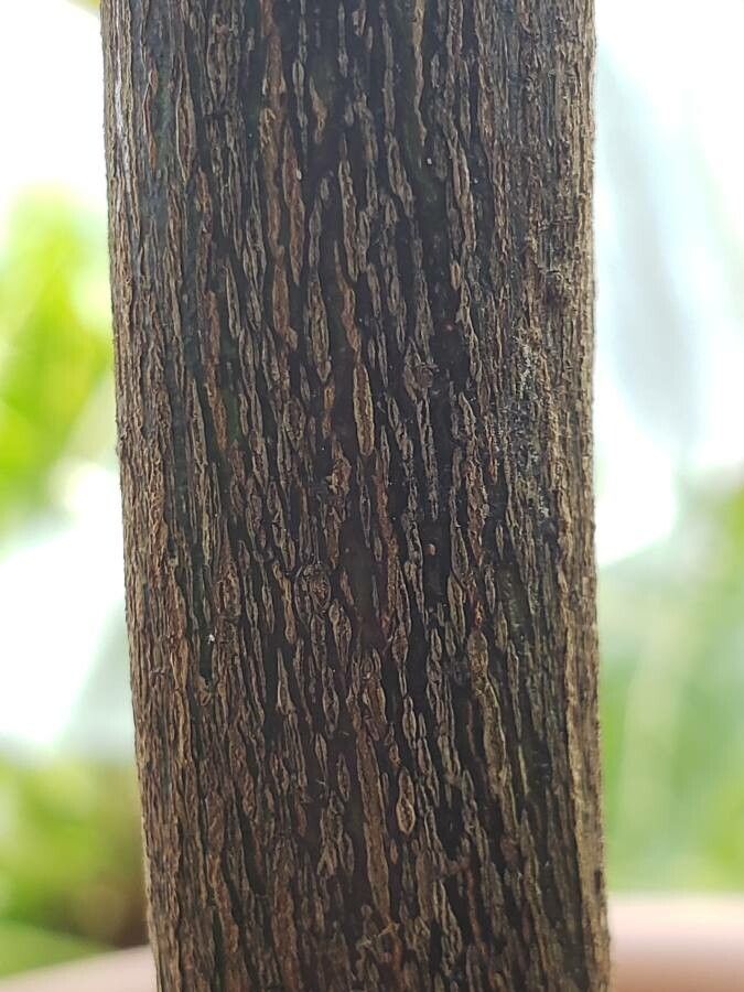 Carapichea ipecacuanha bark