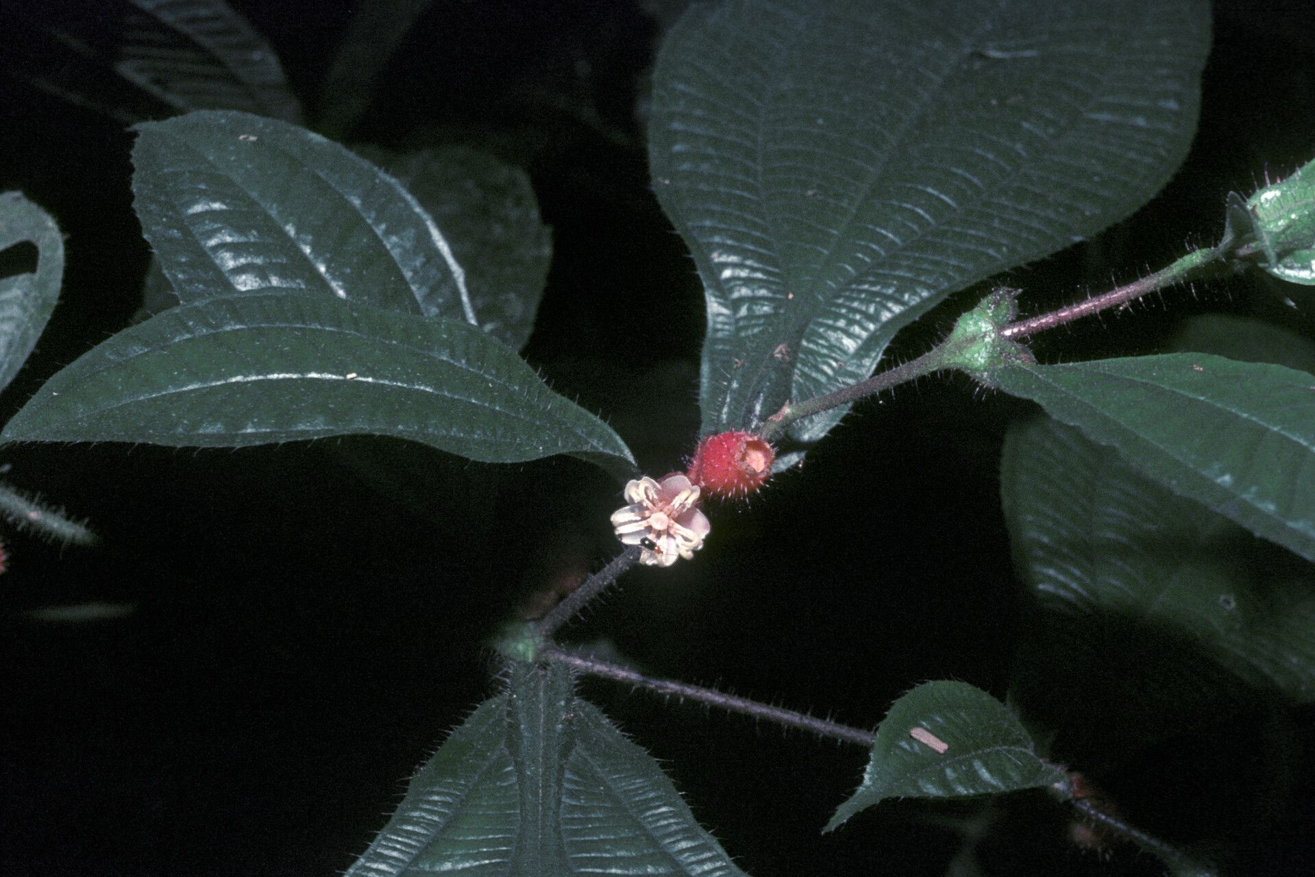 Miconia mayeta flower