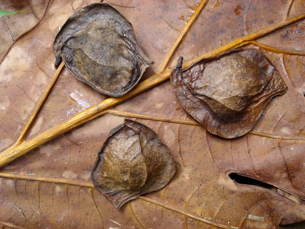 Pterocarpus officinalis fruit