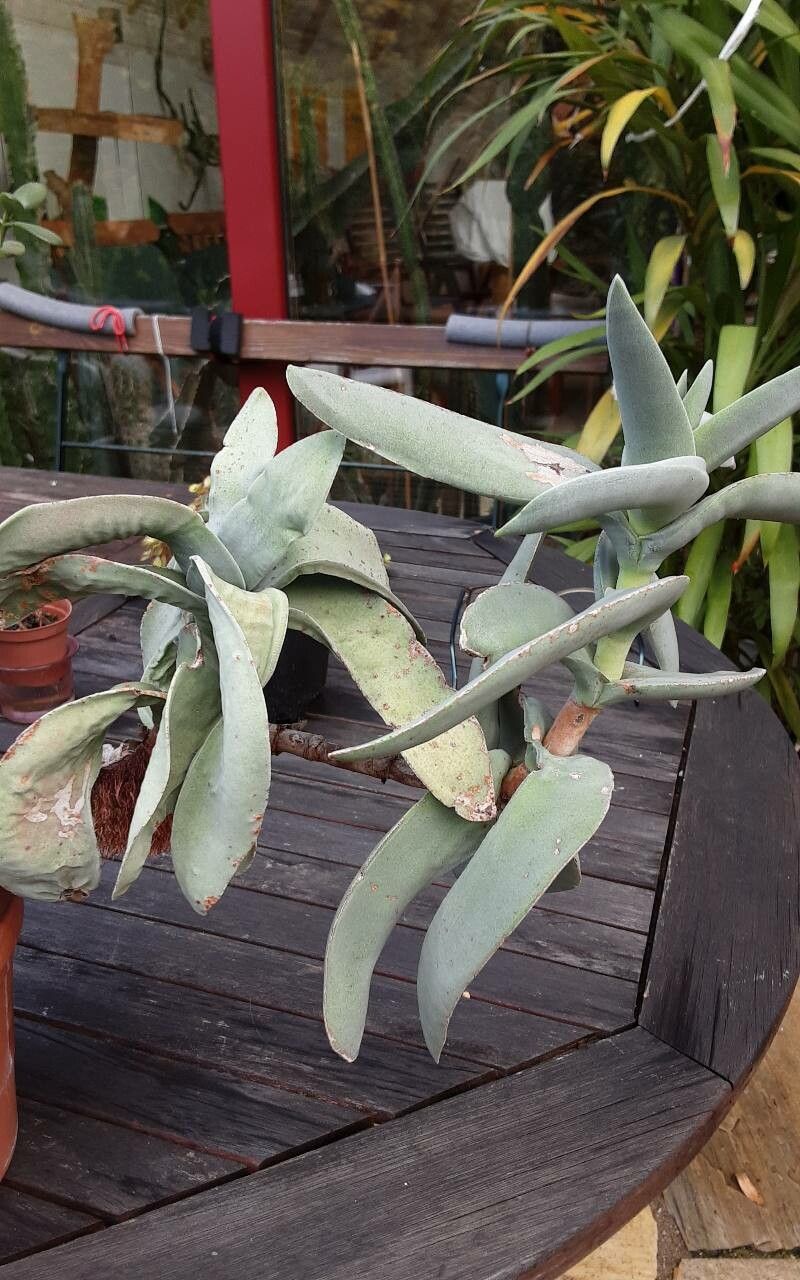 Crassula perfoliata bark