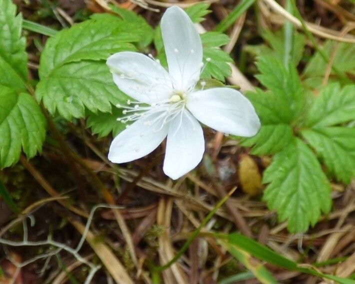 Rubus pedatus flower