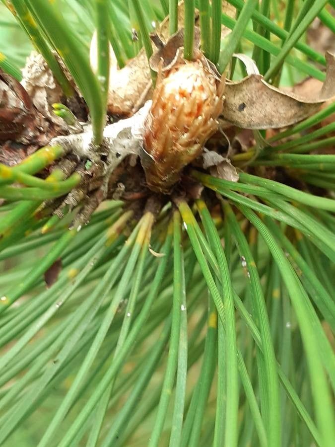 Pinus leucodermis leaf