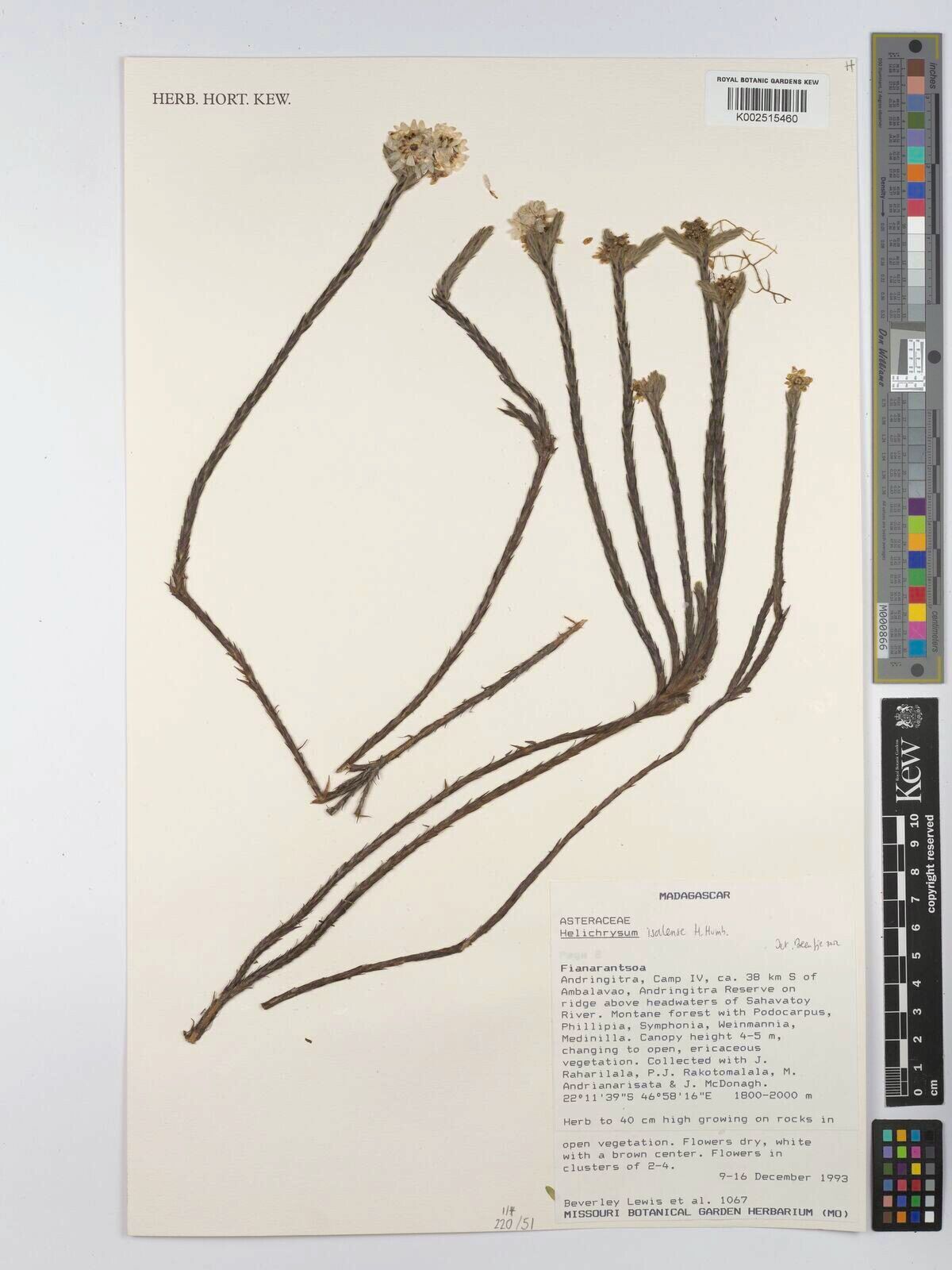 Helichrysum isalense — houseplant care guide