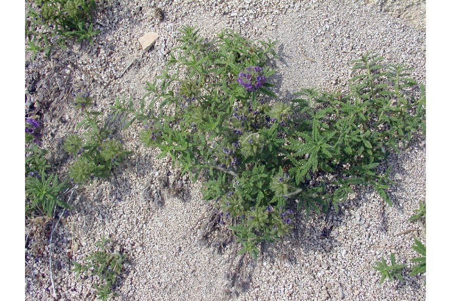 Nama rothrockii — houseplant care guide