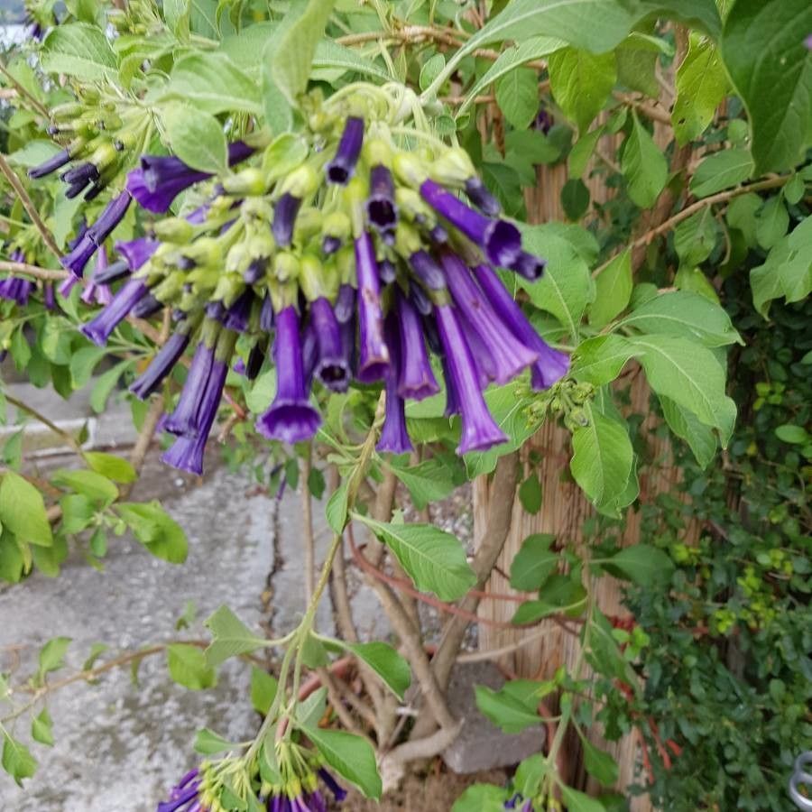 Iochroma australe flower