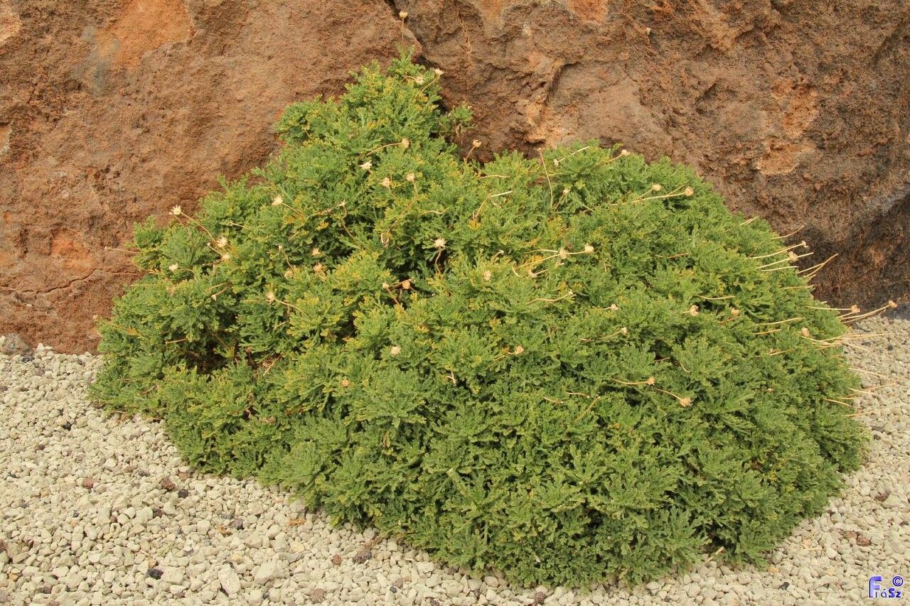 Argyranthemum tenerifae habit