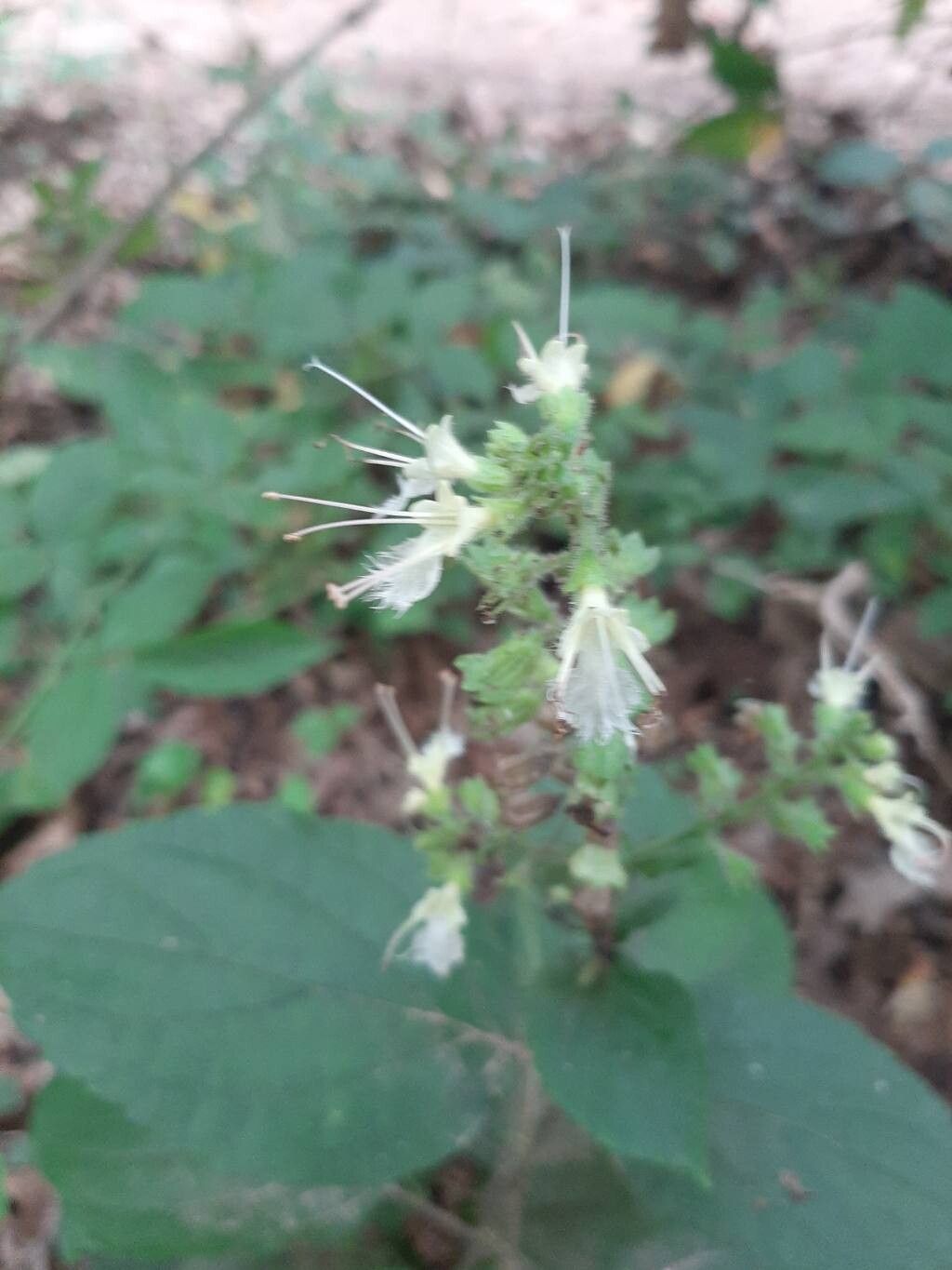 Collinsonia anisata flower