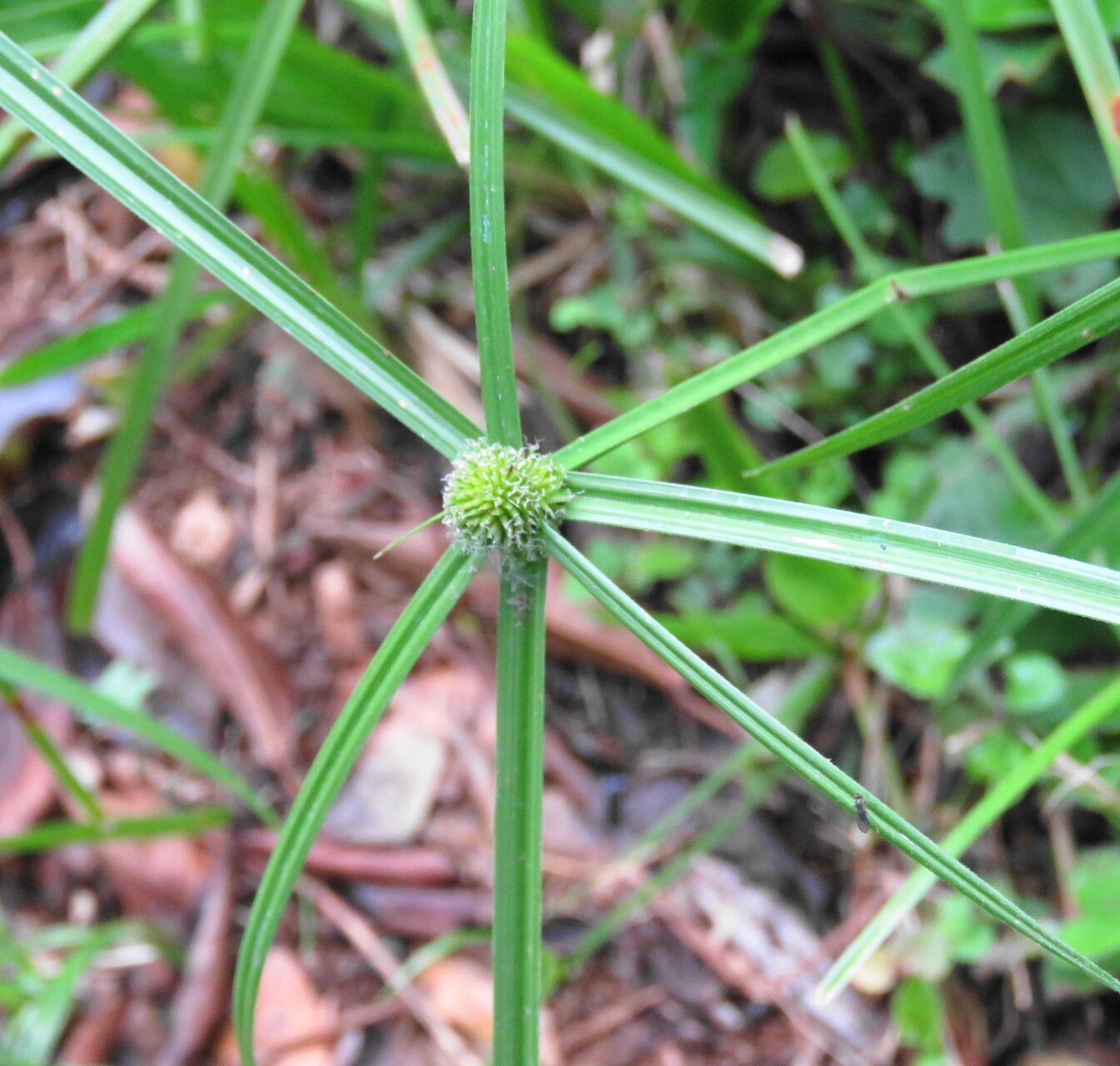 Cyperus ruwenzoriensis — houseplant care guide