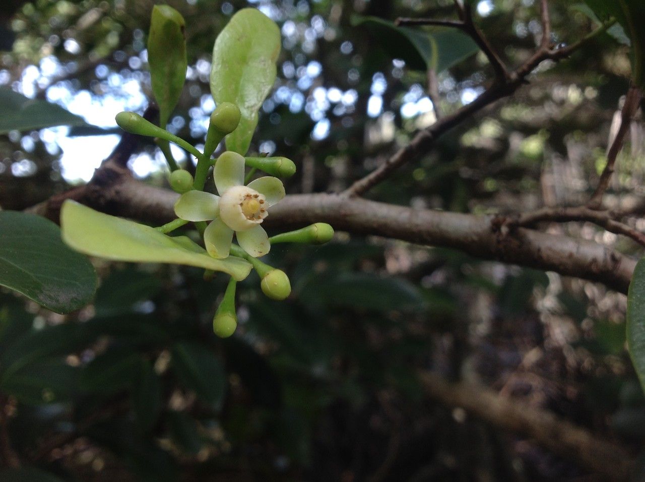 Xylocarpus granatum flower