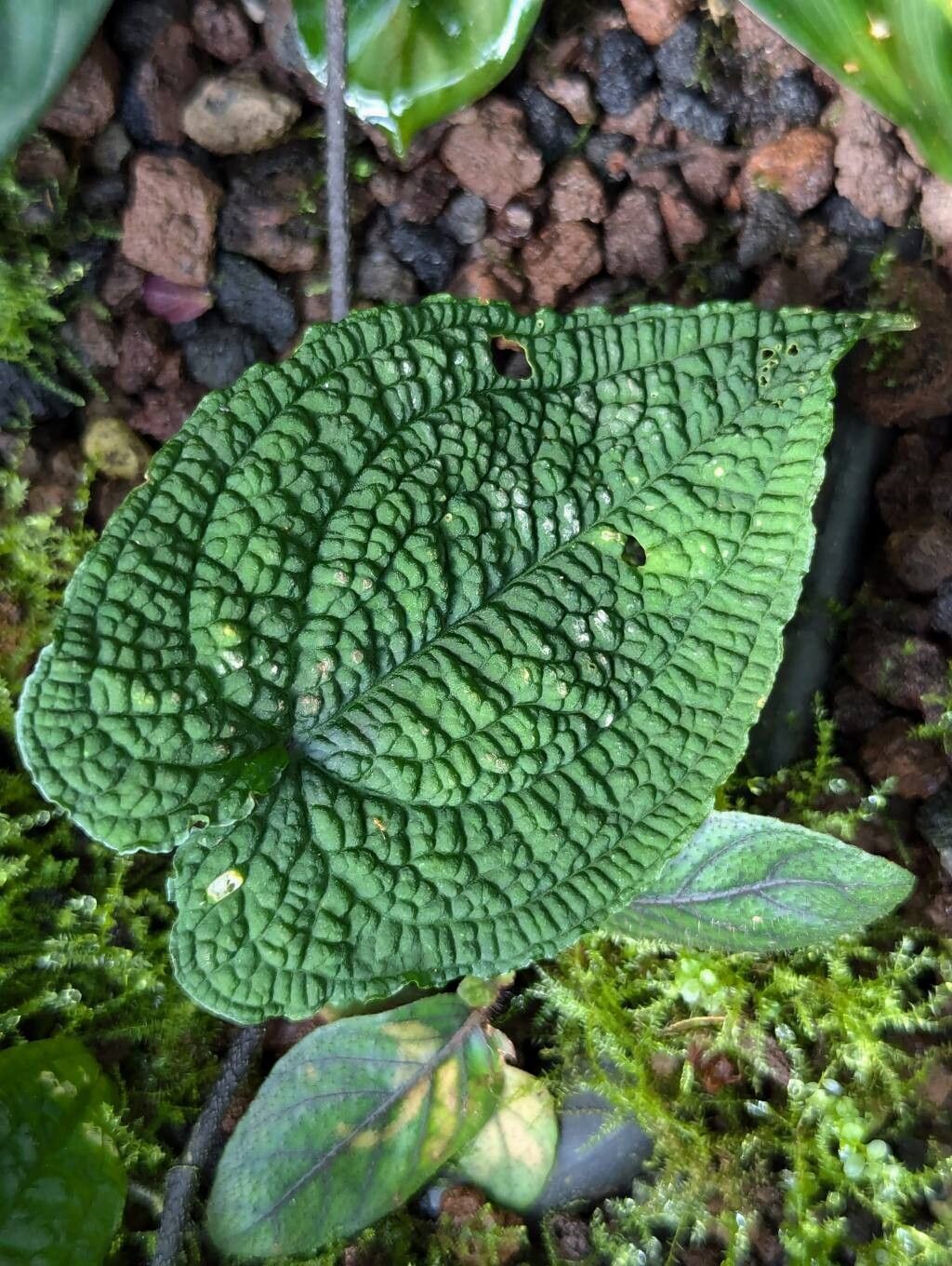 Anthurium clidemioides — search result for 'Anthurium'