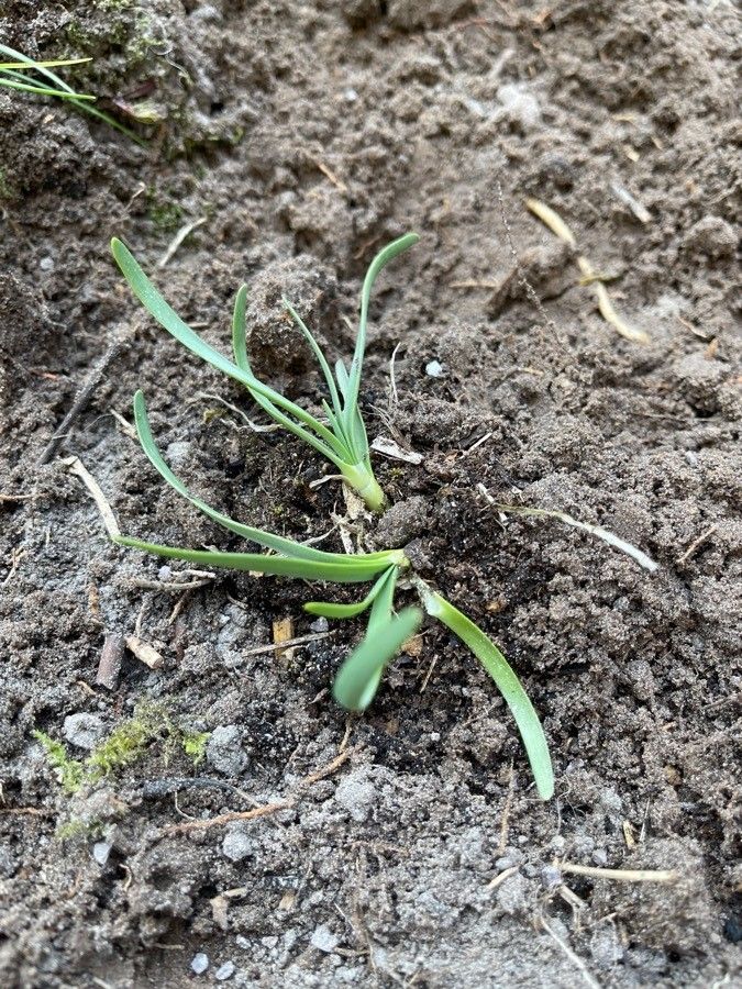 Allium glaciale — search result for 'Allium'