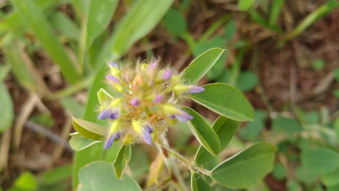 Grona barbata flower