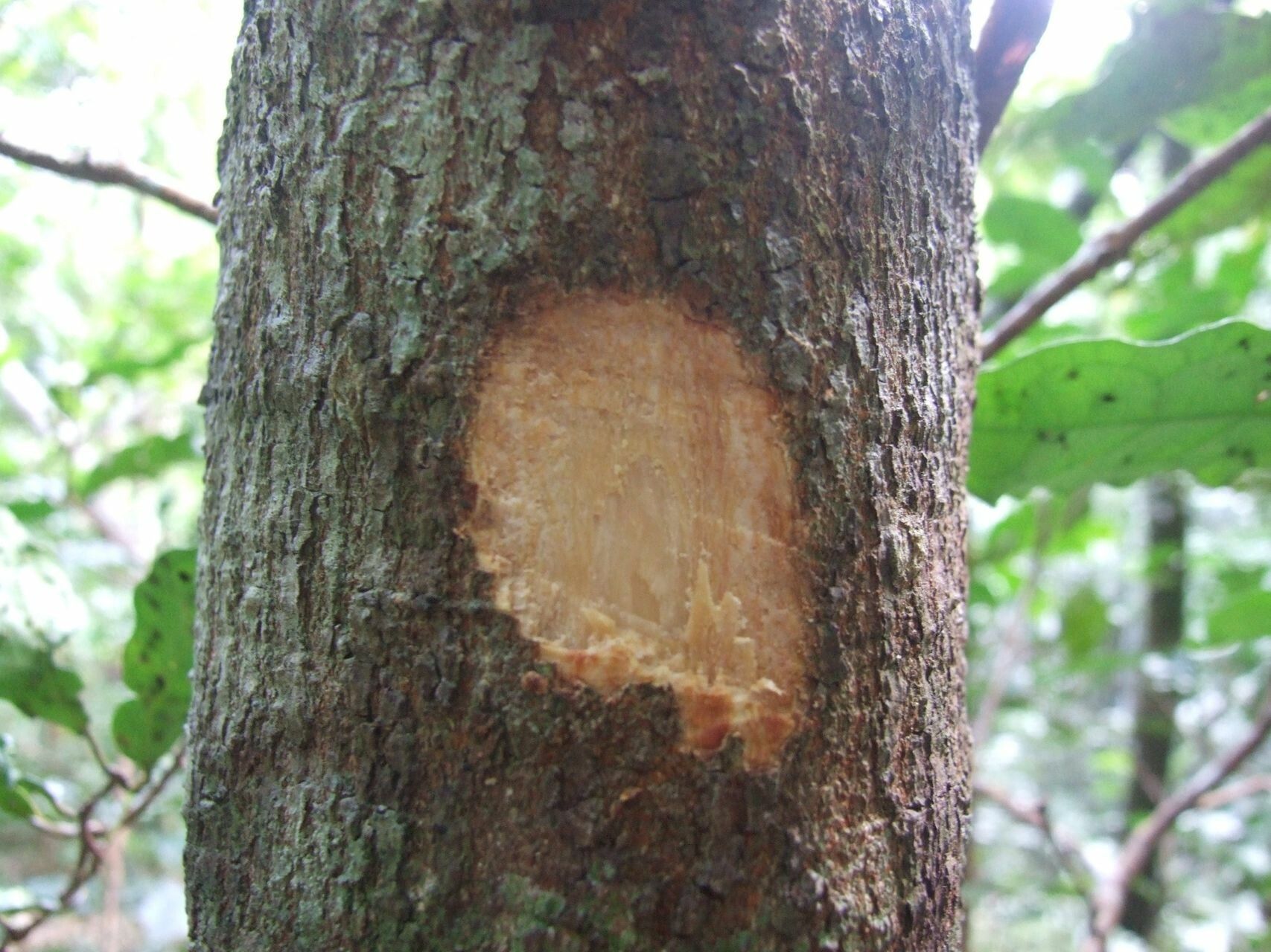 Cupaniopsis sylvatica — search result for 'Cupaniopsis'