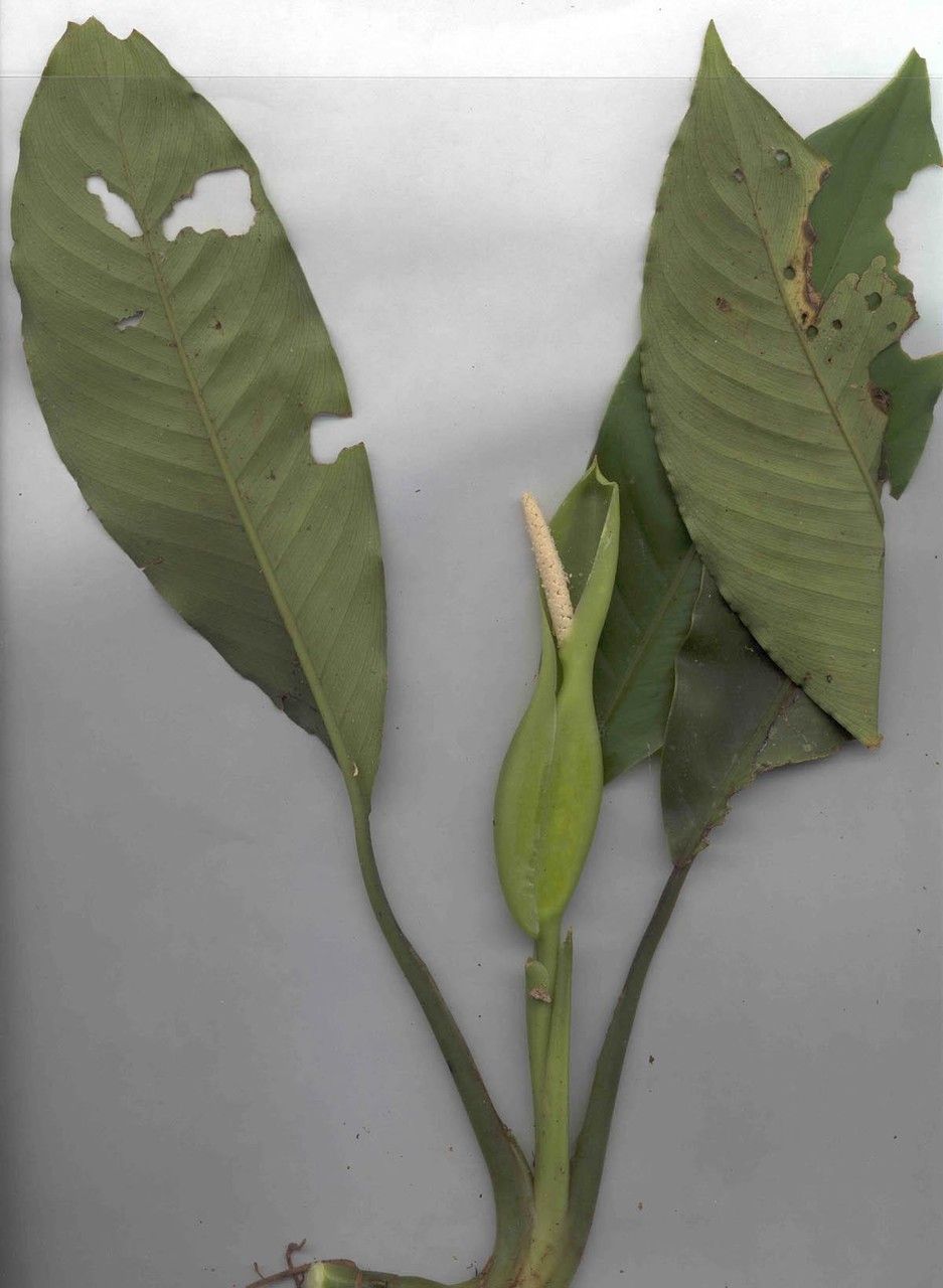 Dieffenbachia hammelii — houseplant care guide