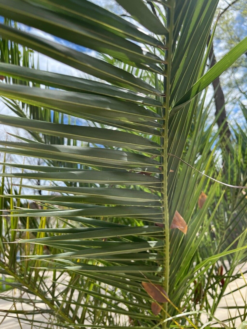 Phoenix pusilla — search result for 'Phoenix'