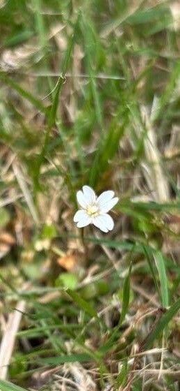 Epilobium brunnescens flower