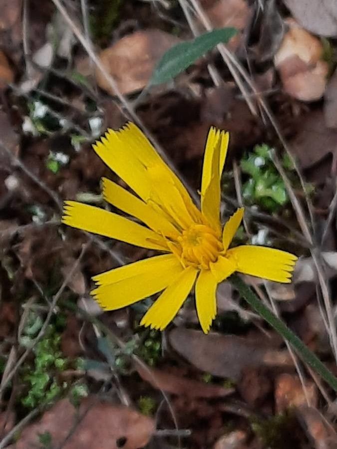 Hieracium jaubertianum flower