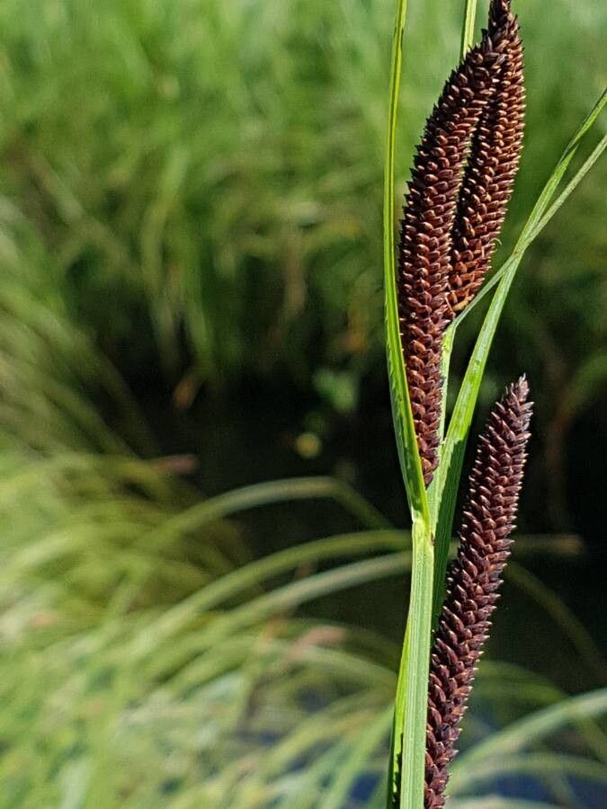 Carex acuta fruit