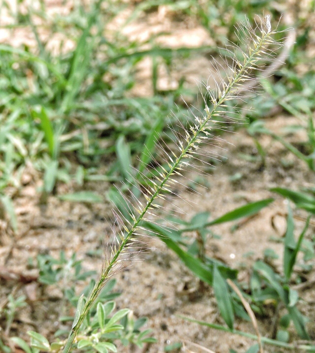 Perotis indica — related species from the same genus