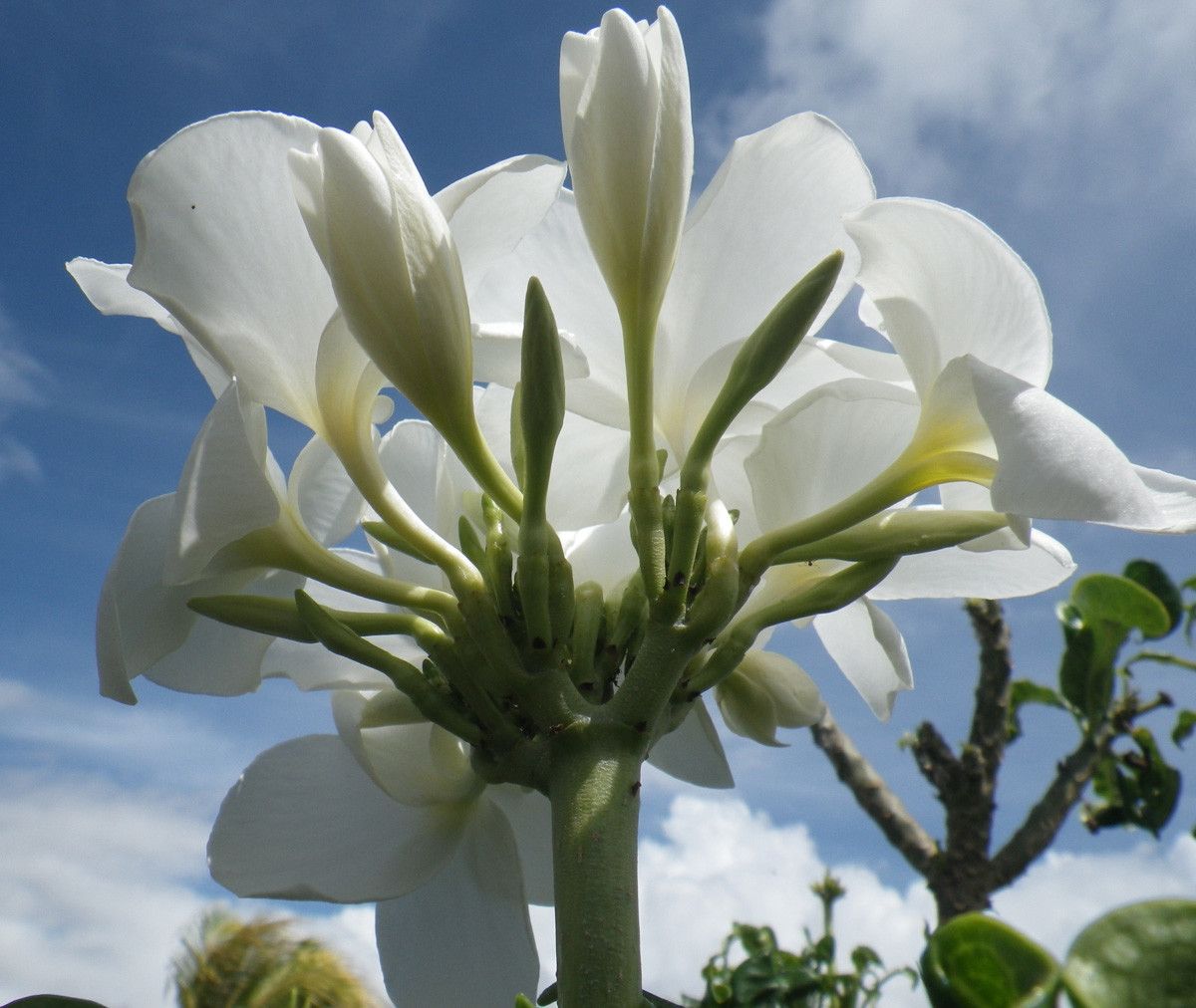 Dovyalis caffra flower