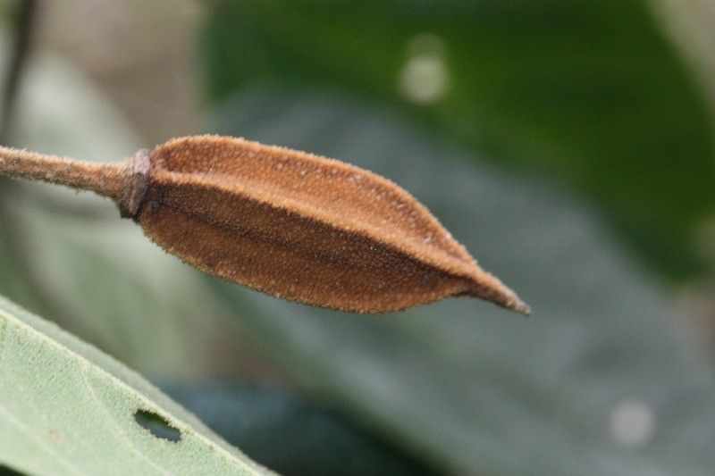 Trochetia granulata fruit