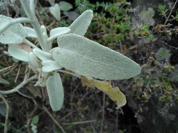 Sideritis canariensis — search result for 'Sideritis'