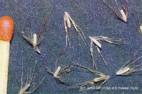 Schoenus neocaledonicus fruit