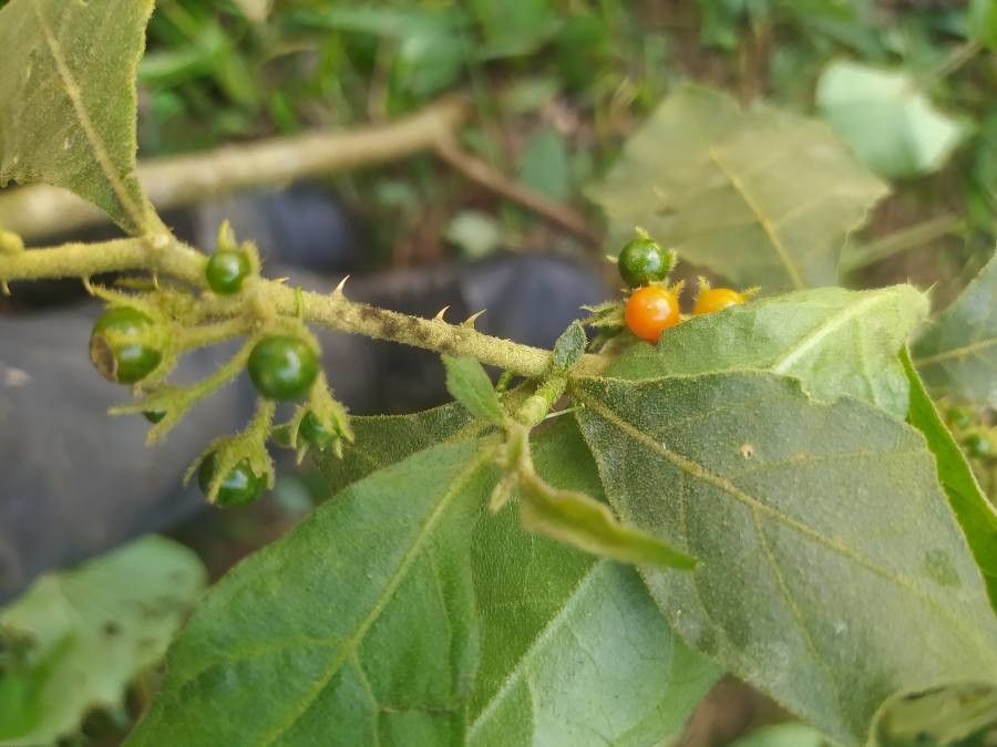 Solanum lanceifolium fruit