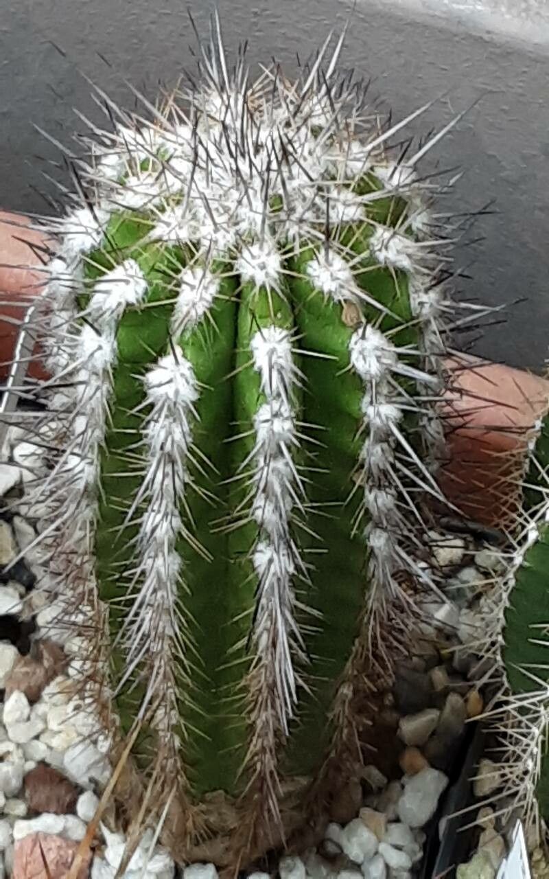 Eulychnia ritteri leaf