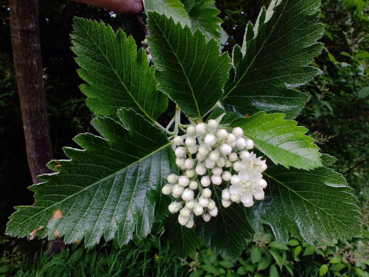 Sorbus mougeotii flower
